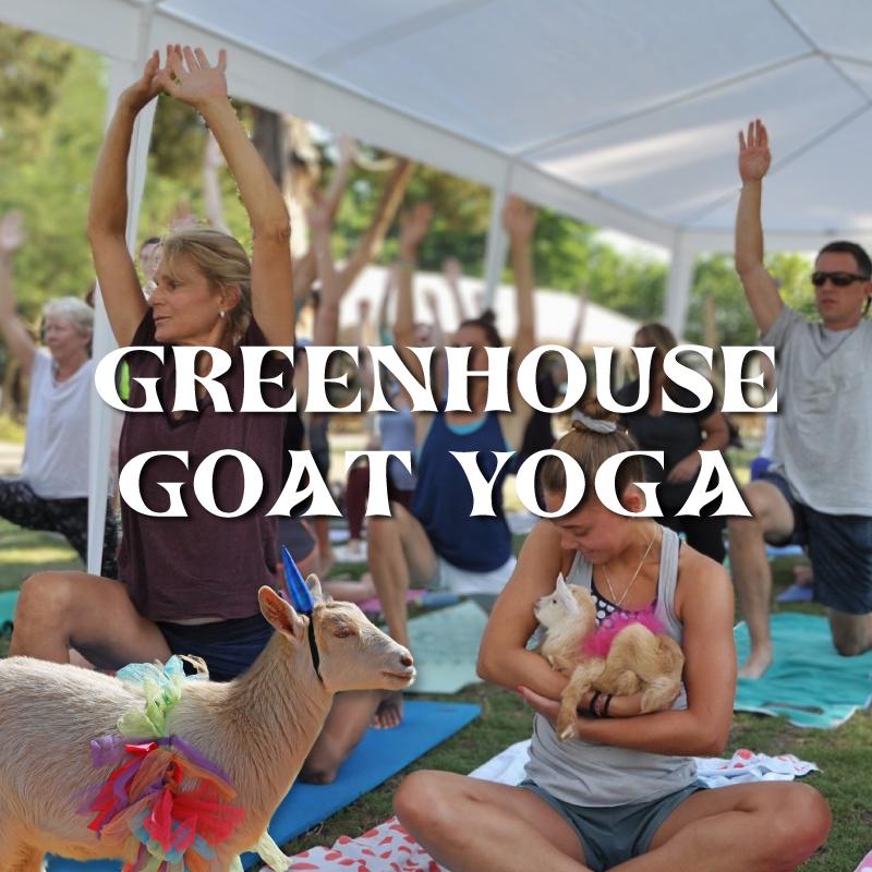 Greenhouse Goat Yoga