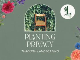 Planting Privacy Through Landscaping 