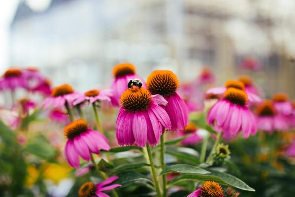 All About Coneflowers: A Perennial Summer