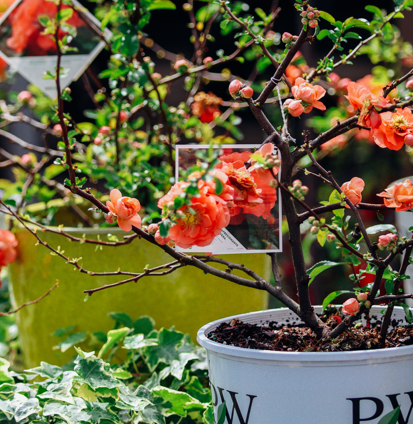 Another orange quince