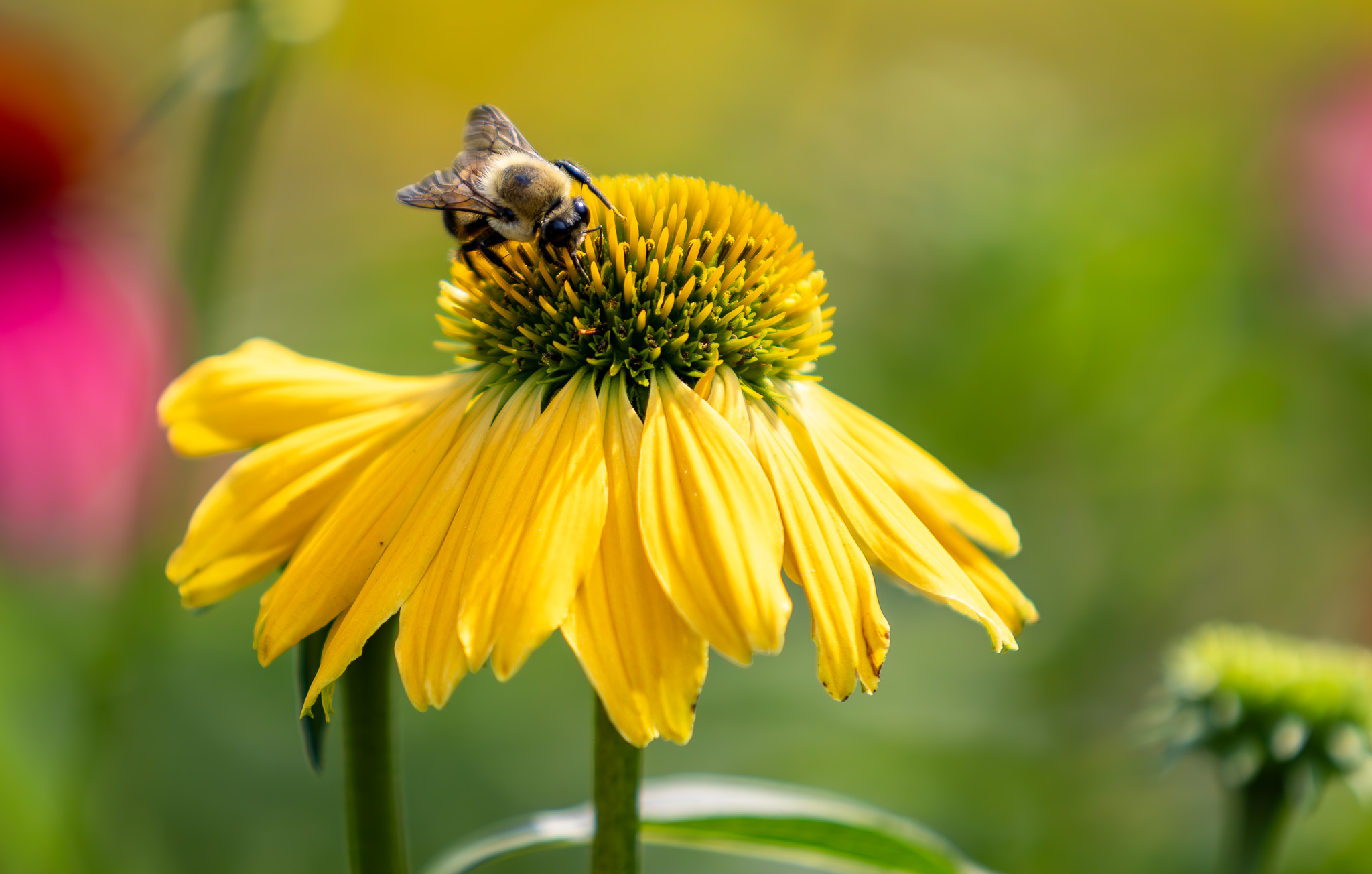 Coneflower Bee