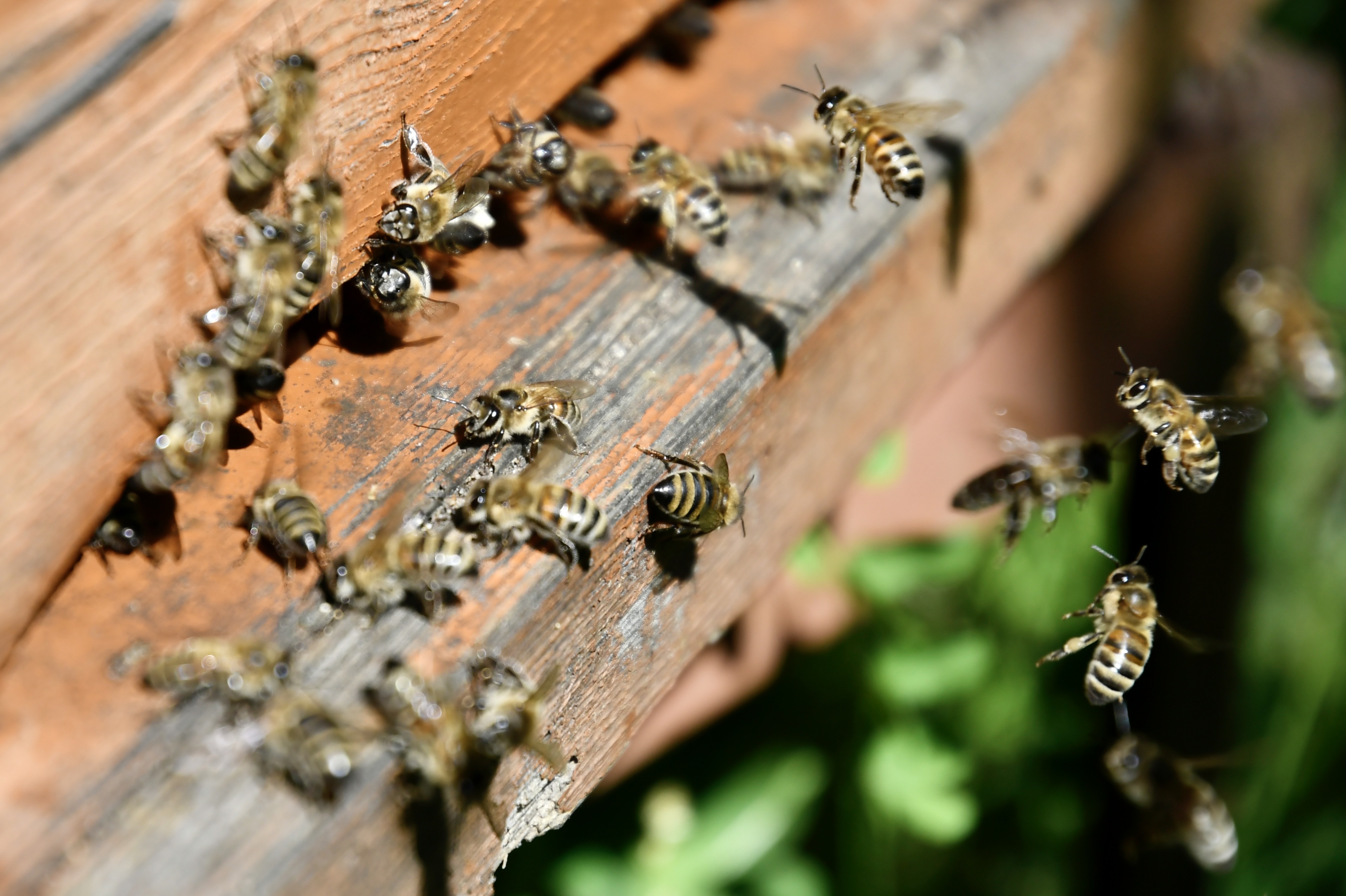 Nine buzzworthy facts about the honeybee