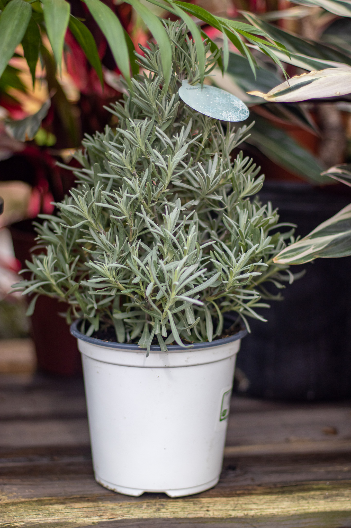 Lavender Topiary