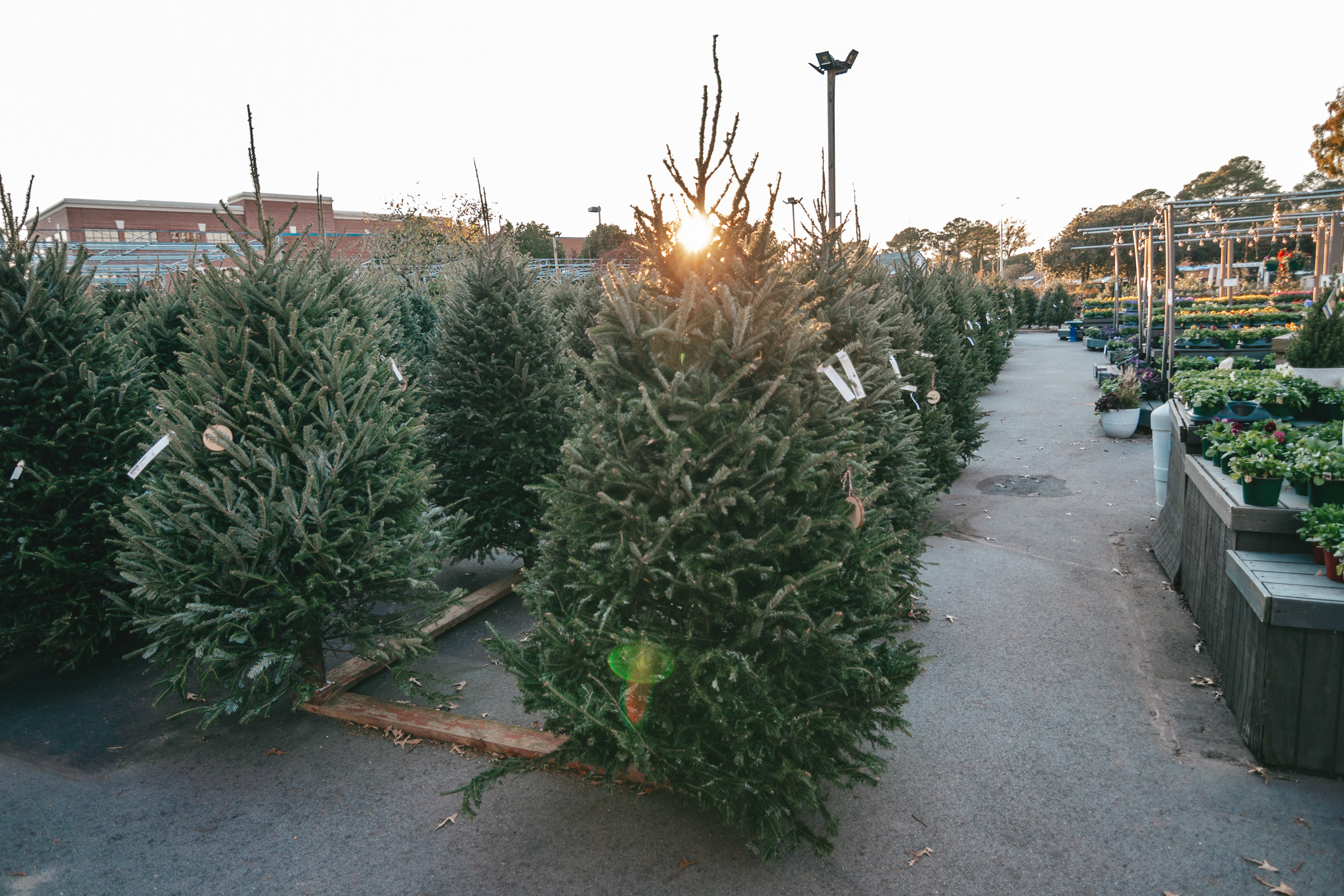 Fresh Cut Trees