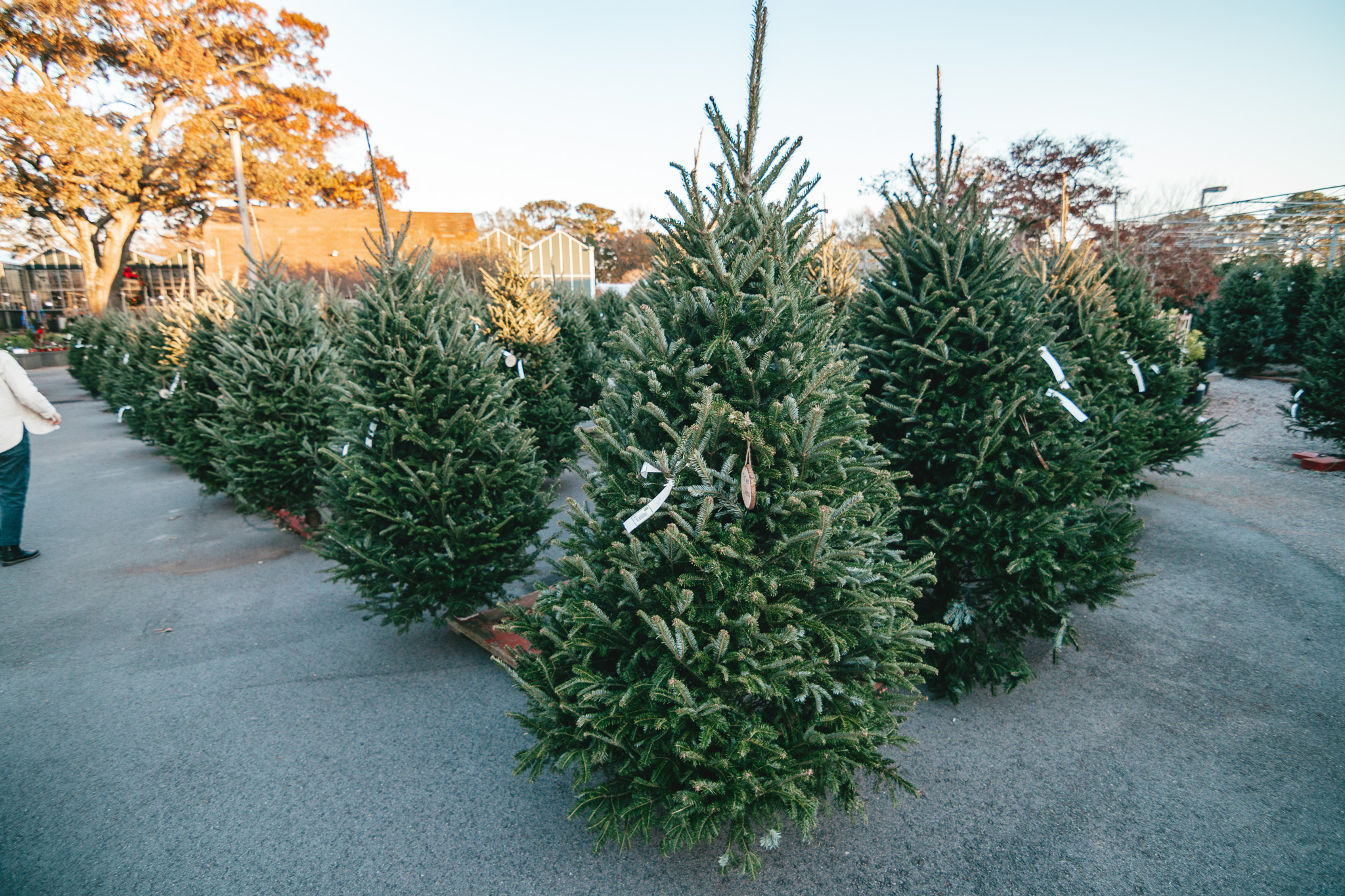 Fresh Cut Trees