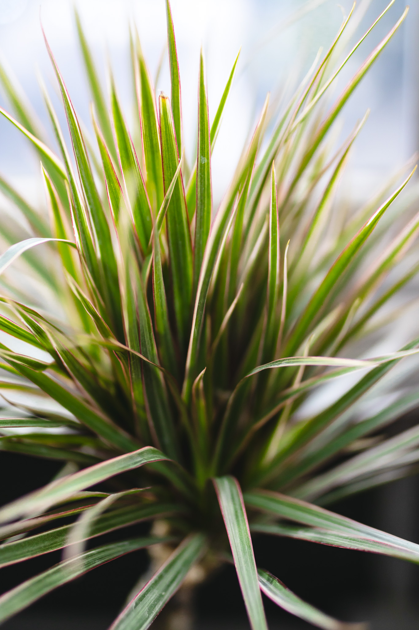 Dracaena