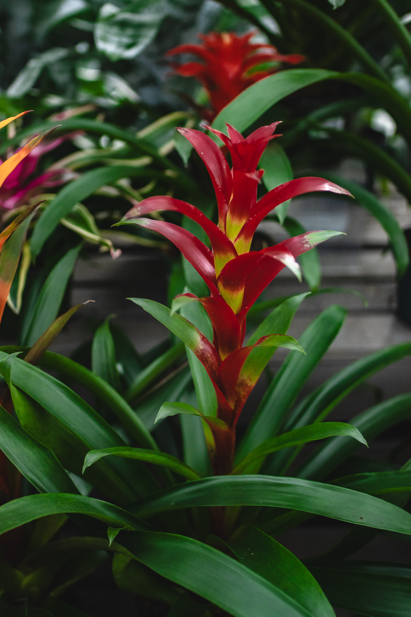 Bromeliad 1