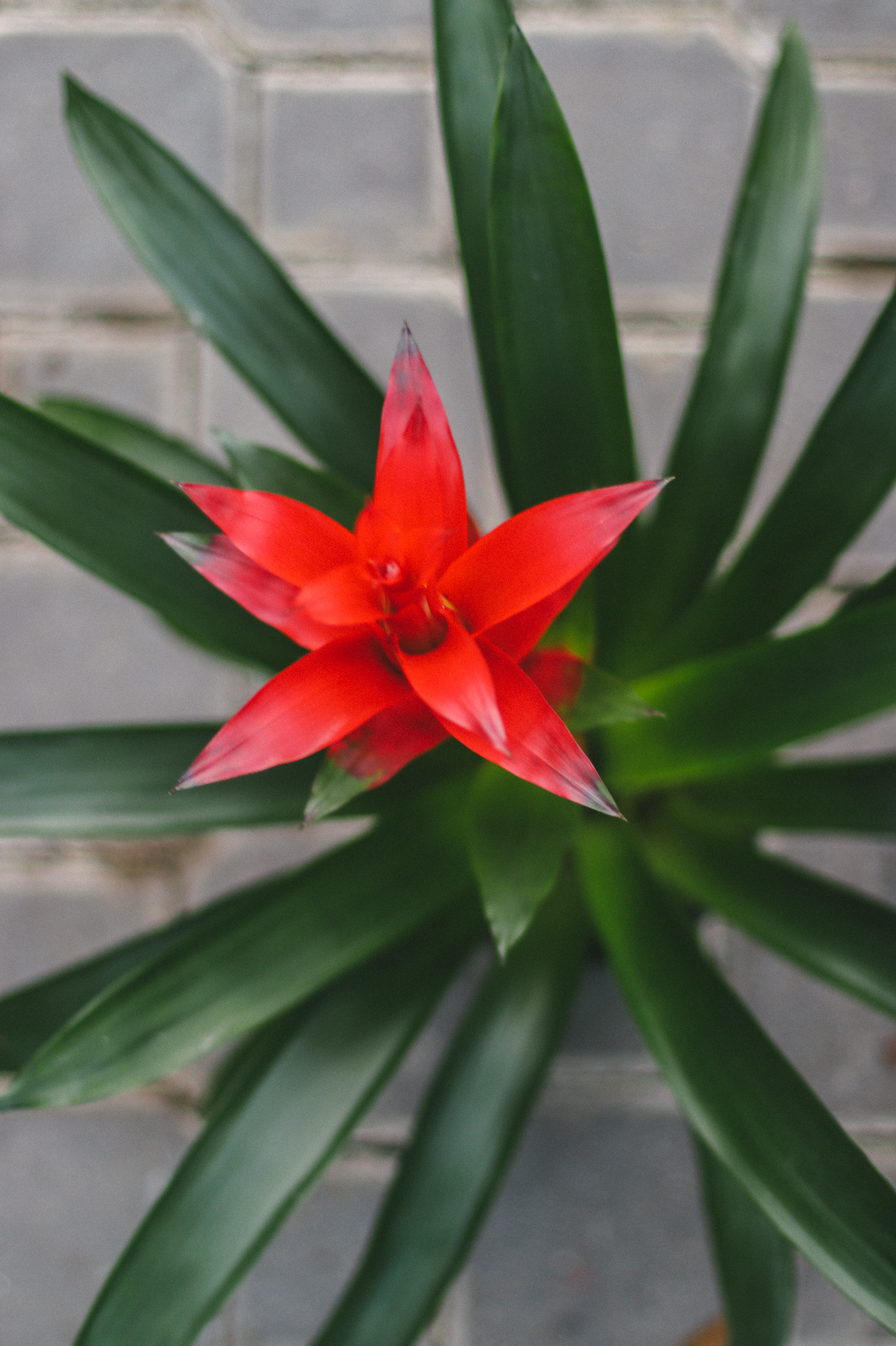 Bromeliad 4