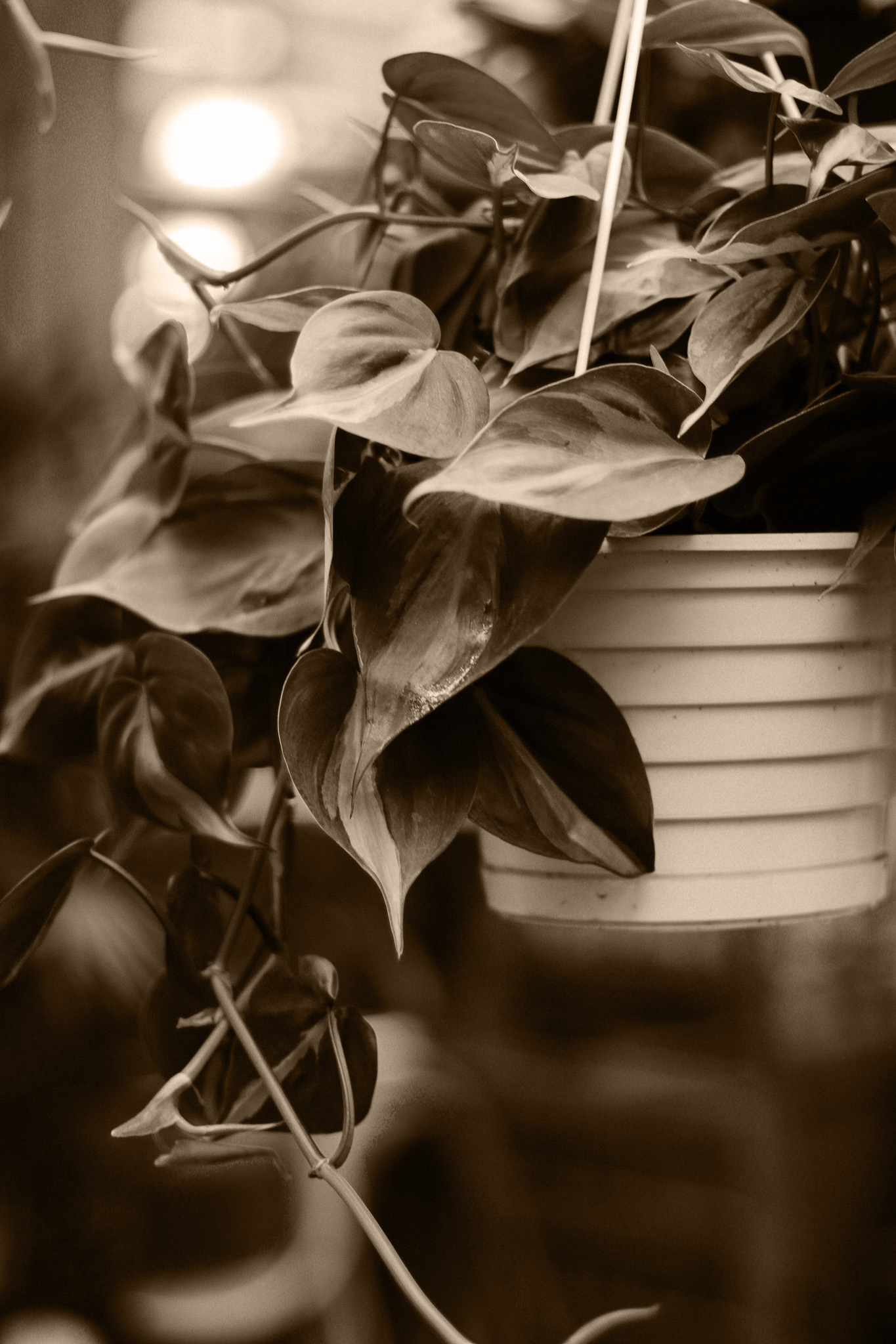 Evermore Hanging Baskets