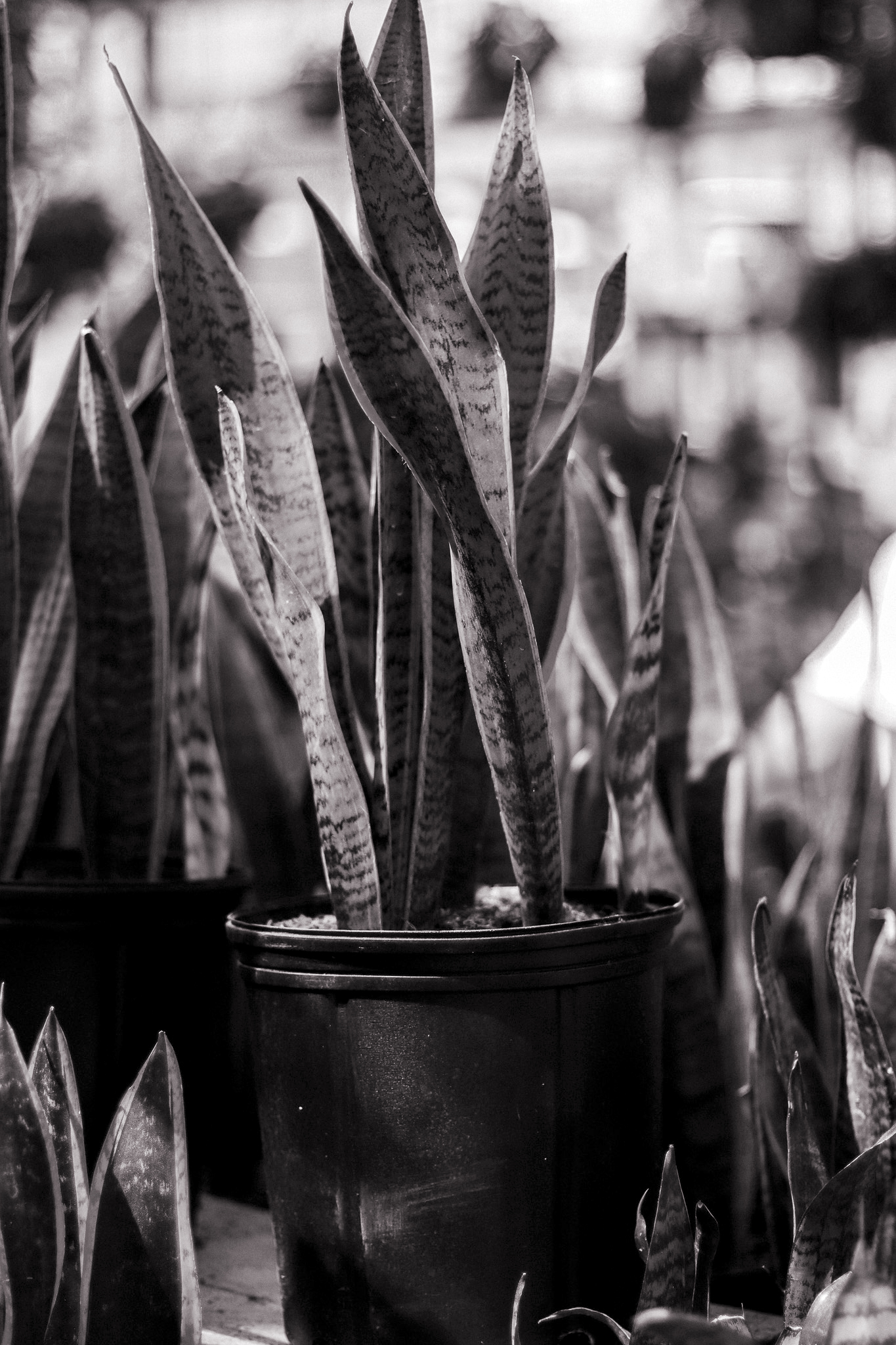 Reputation Snake Plant