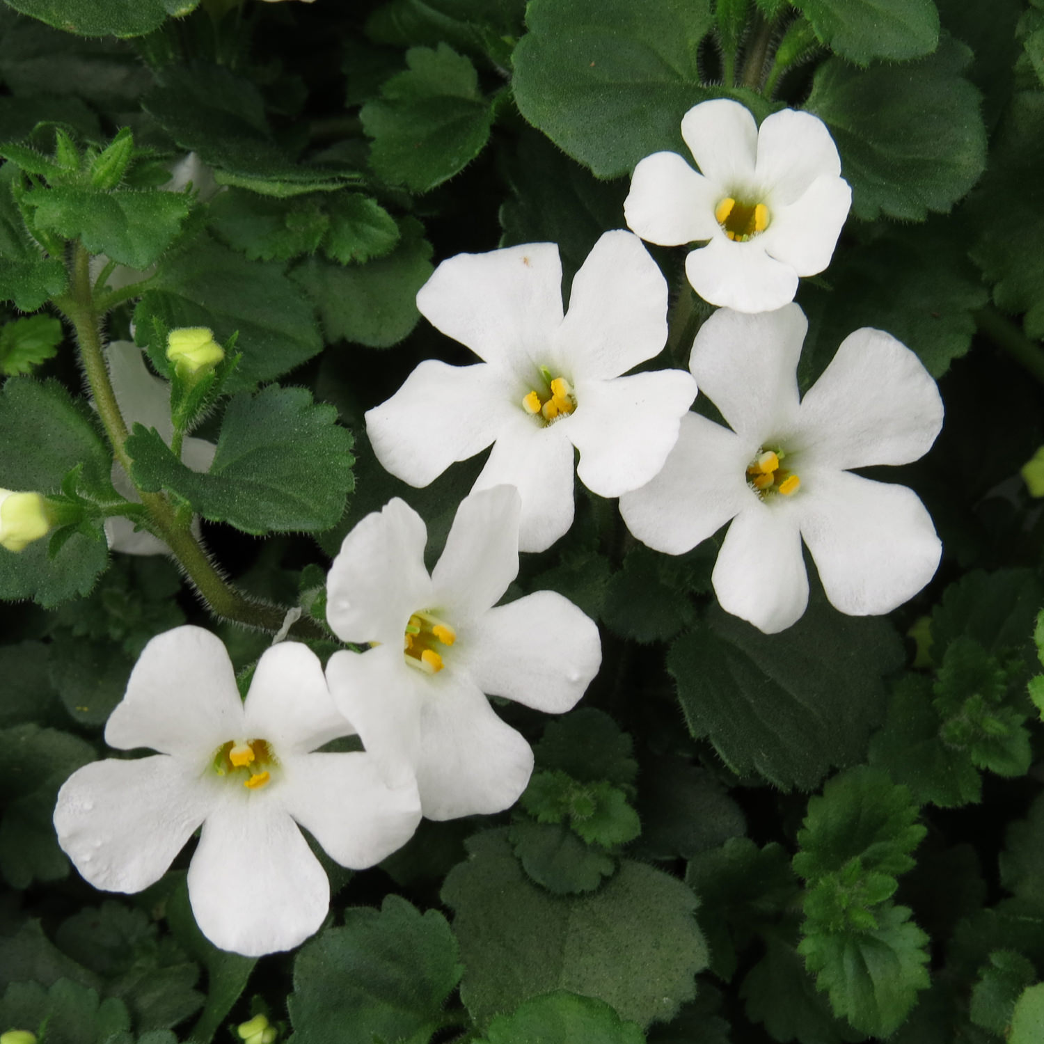 Bacopa Snowstorm Giant Snowflak