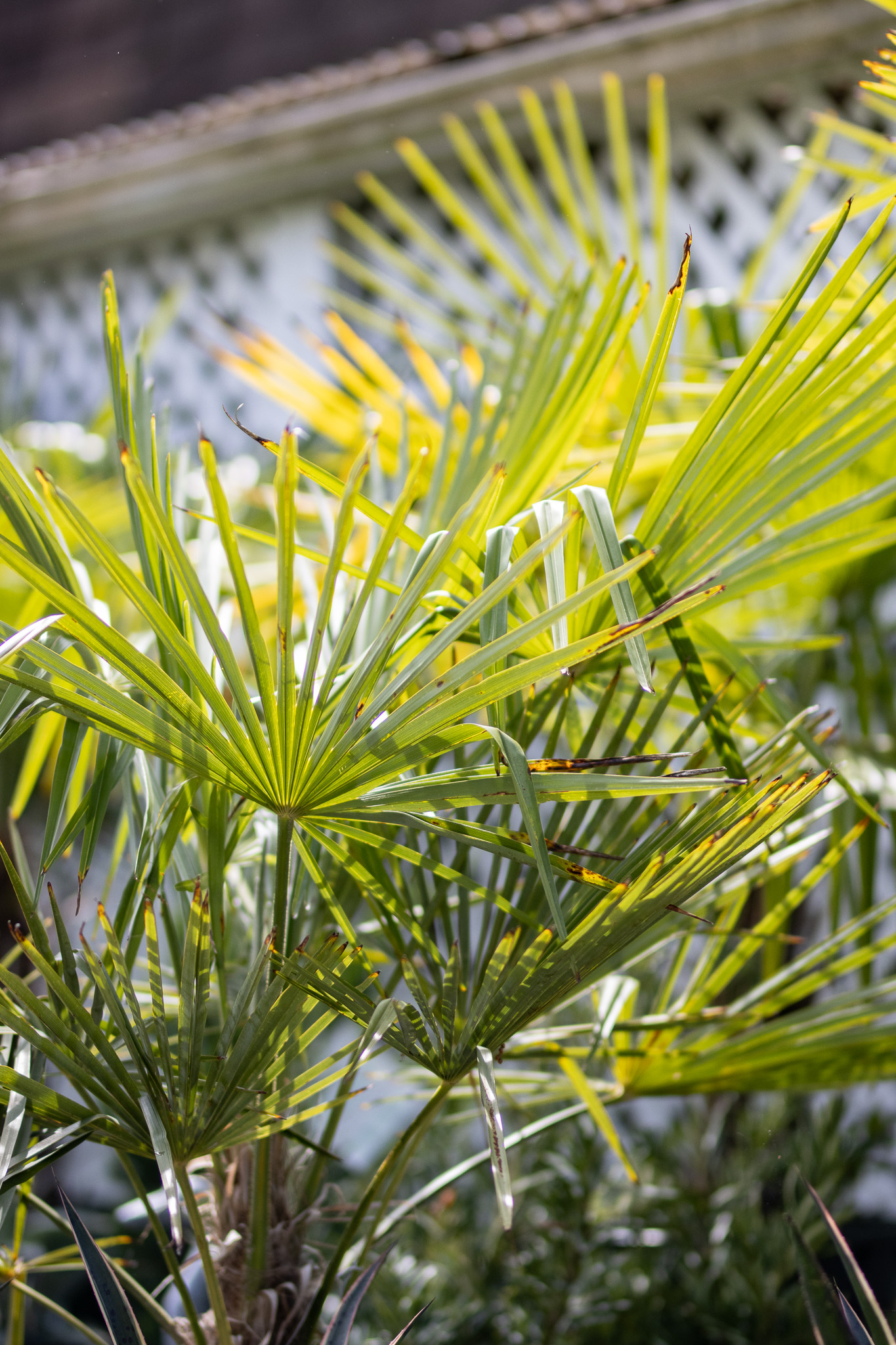 A Statement Shrub or Tree
