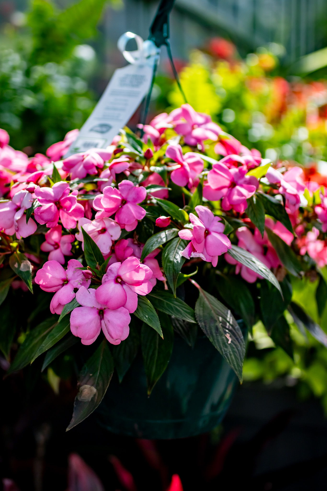 Vinca