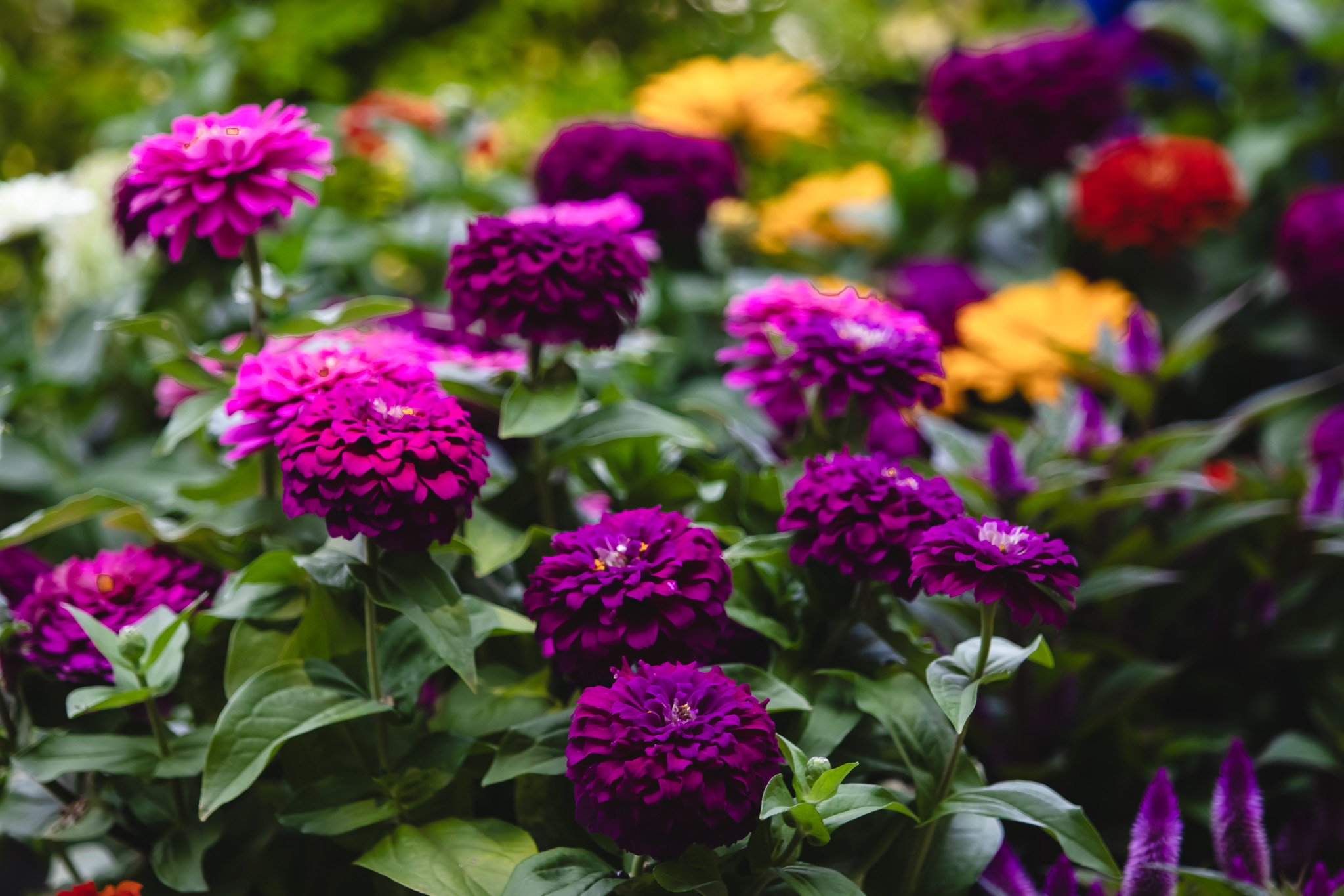 Zinnias