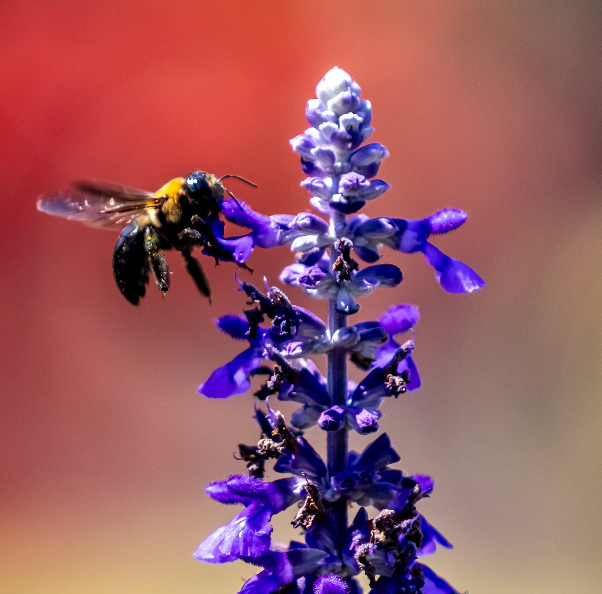 Salvia
