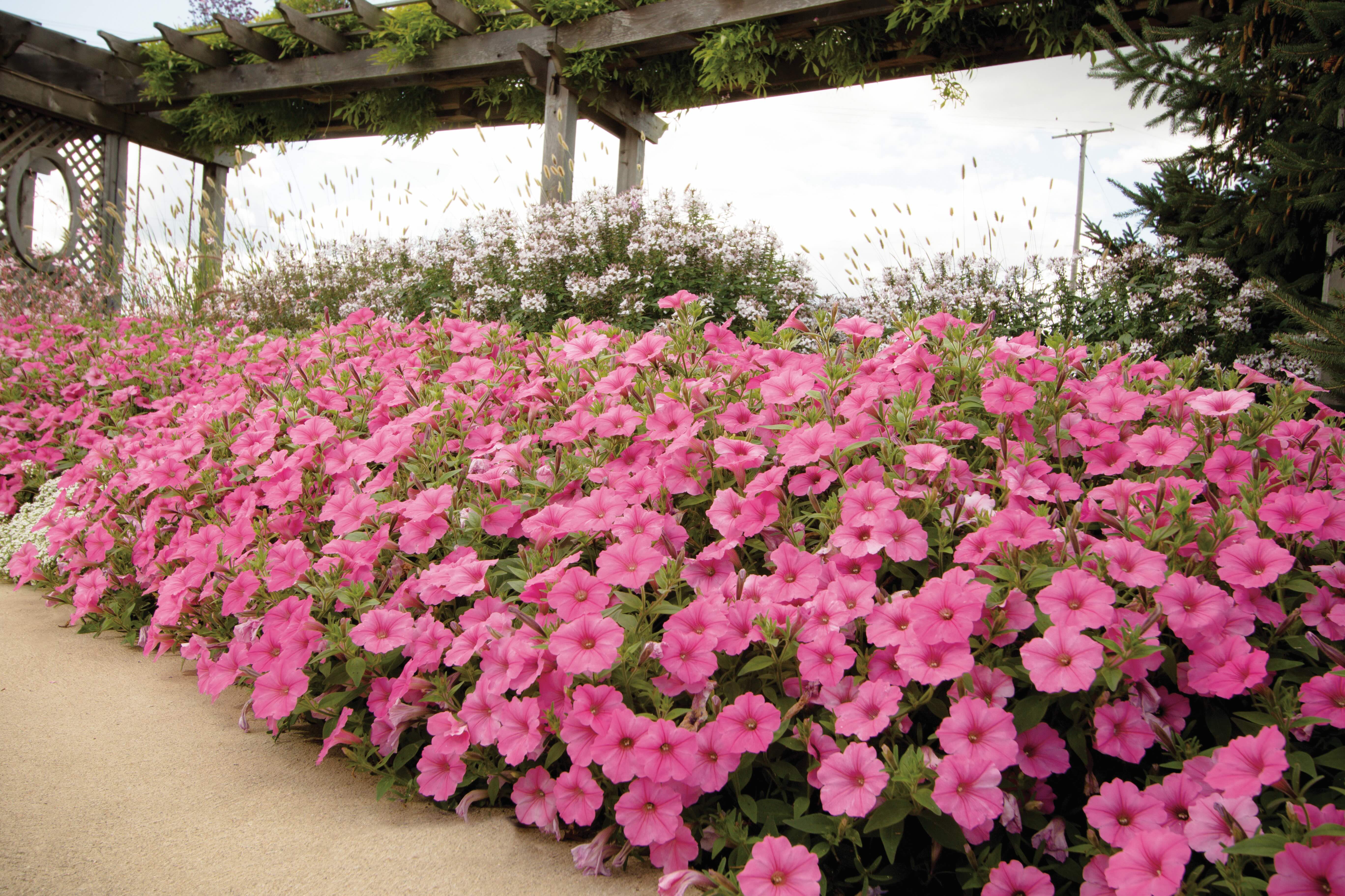 Instant Impact Plantings