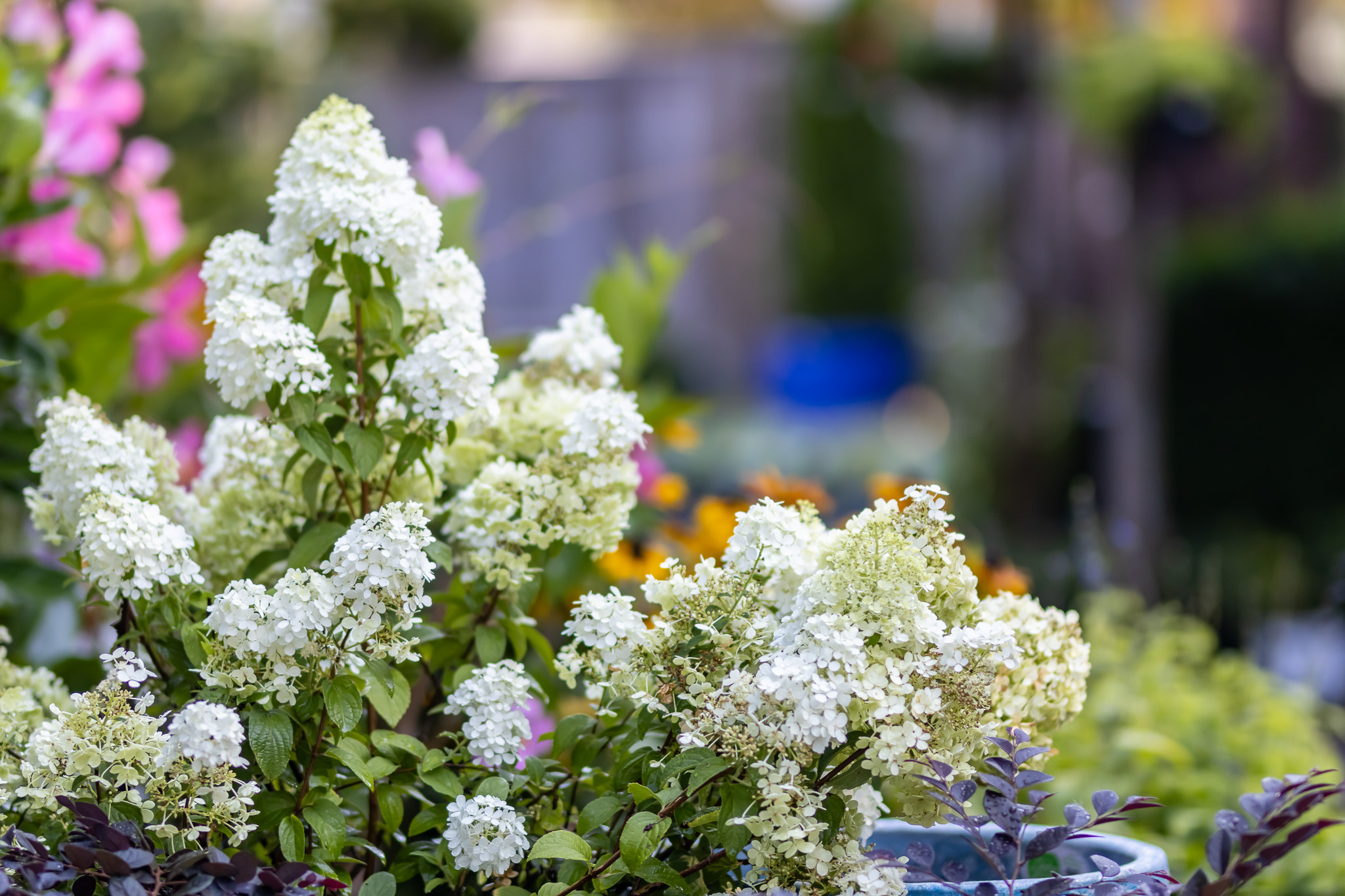 Hydrangeas