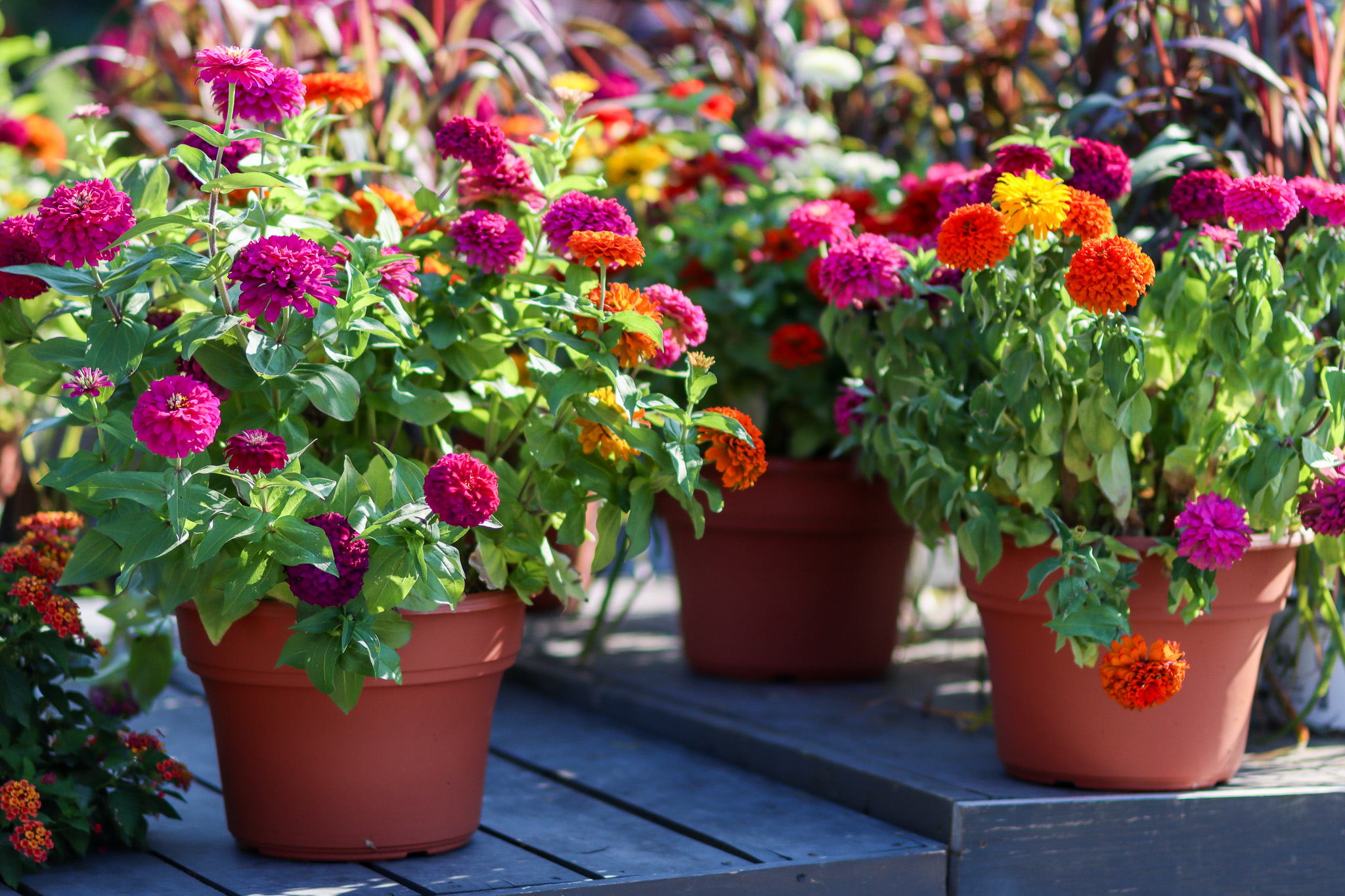 Zinnias