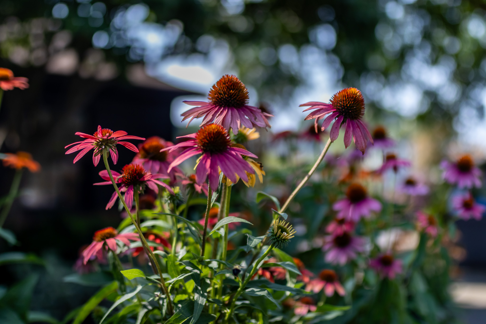 Coneflowers (Echinacea spp.)