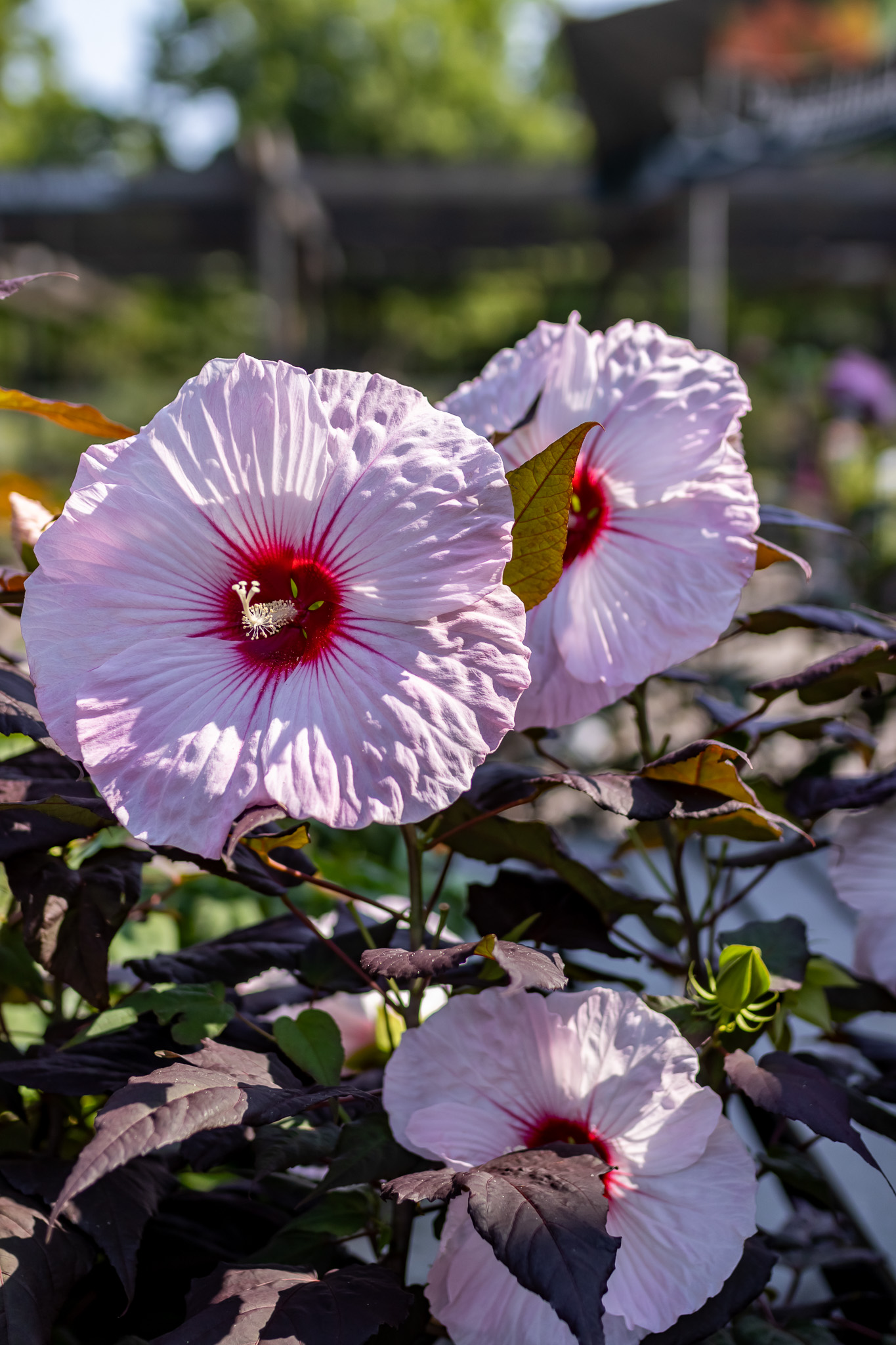 Perennial Hibiscus (Hibiscus moscheutos)