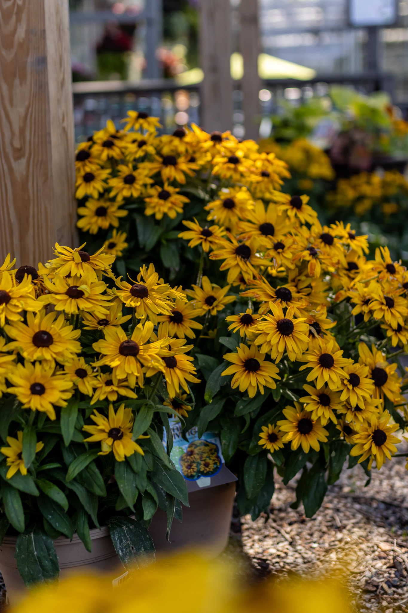 Black-Eyed Susan (Rudbeckia fulgida)