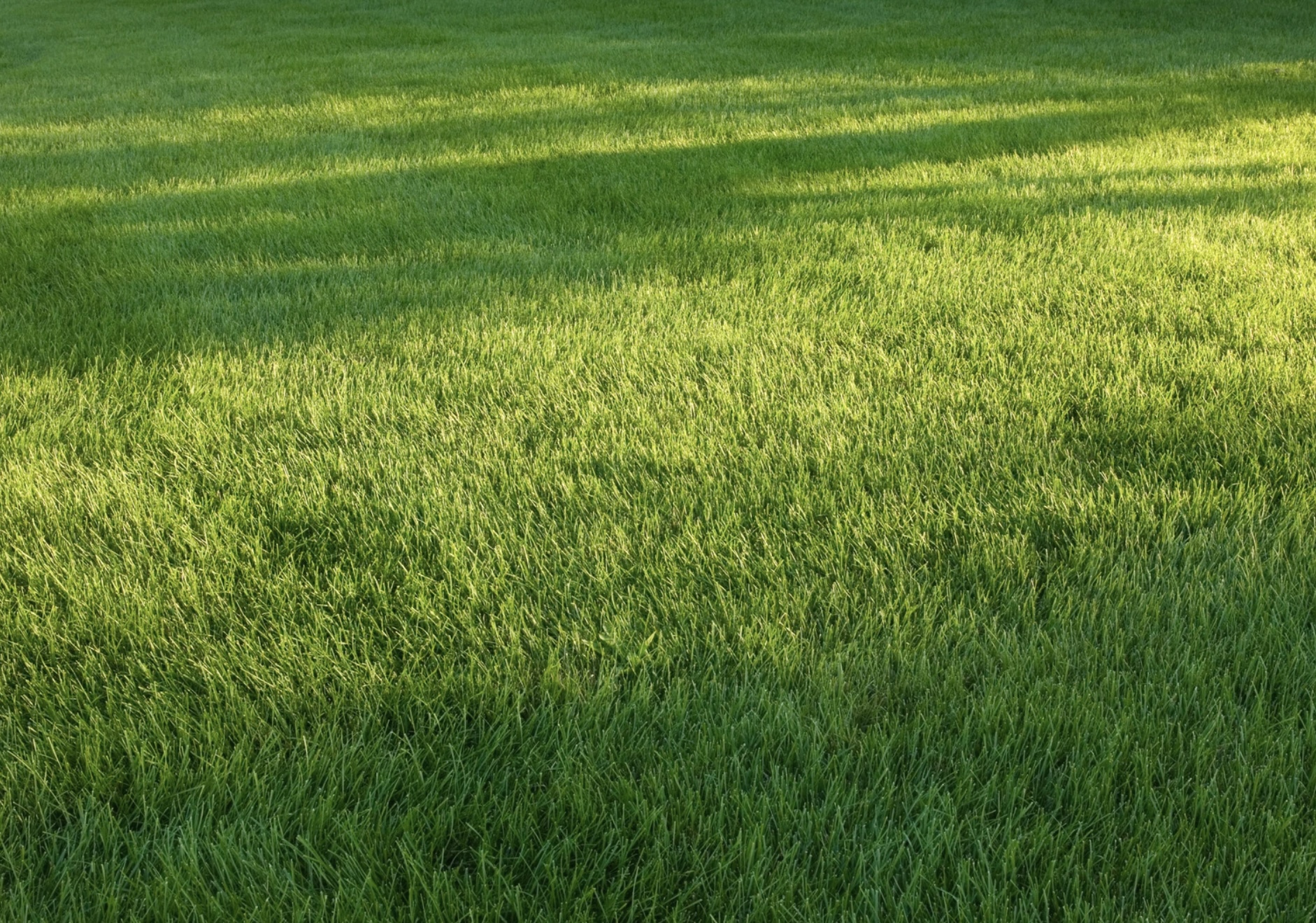 grass 1