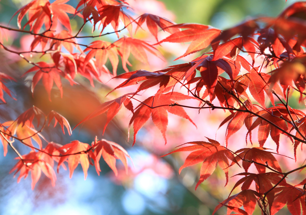Japanese Maple 