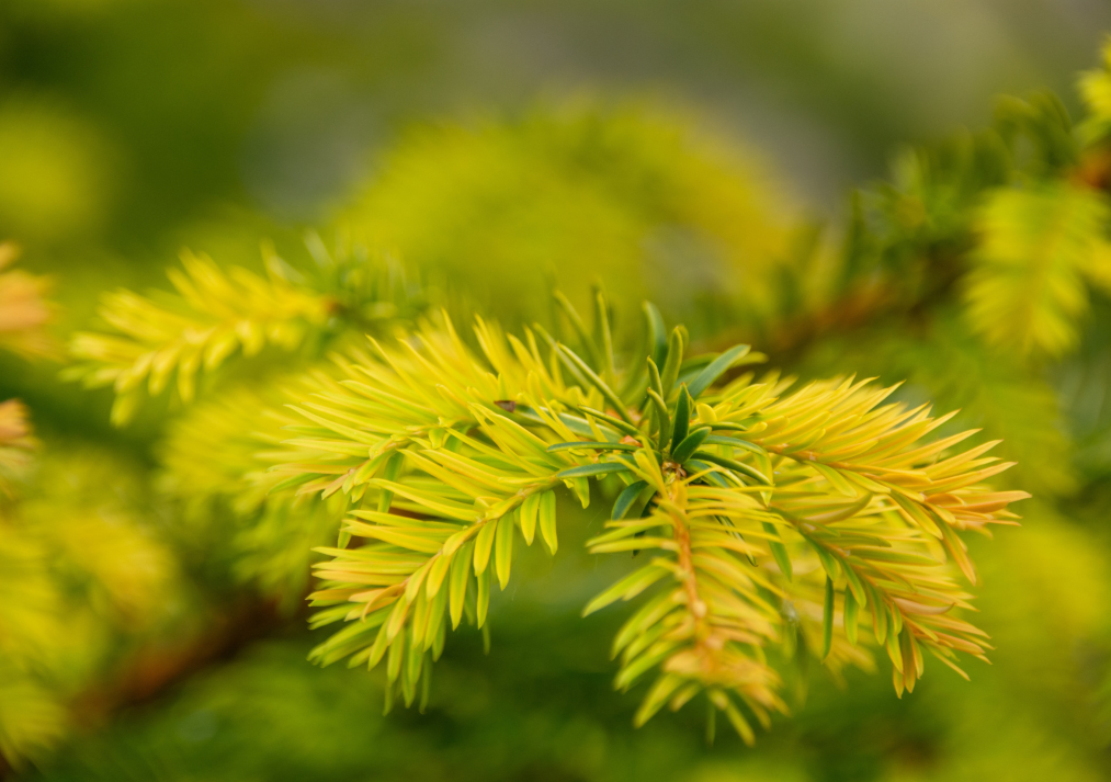 Conifer