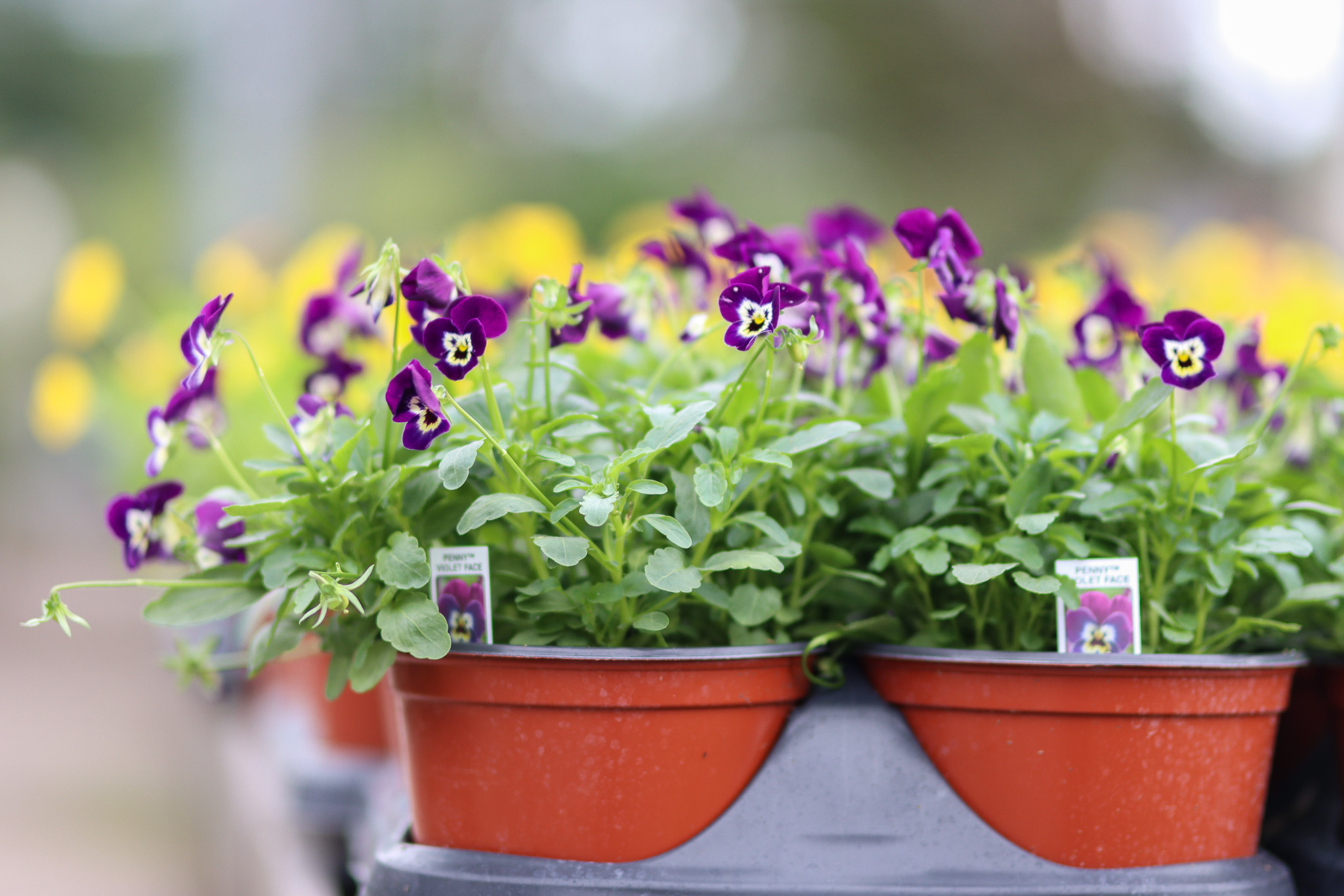 Pansies 3