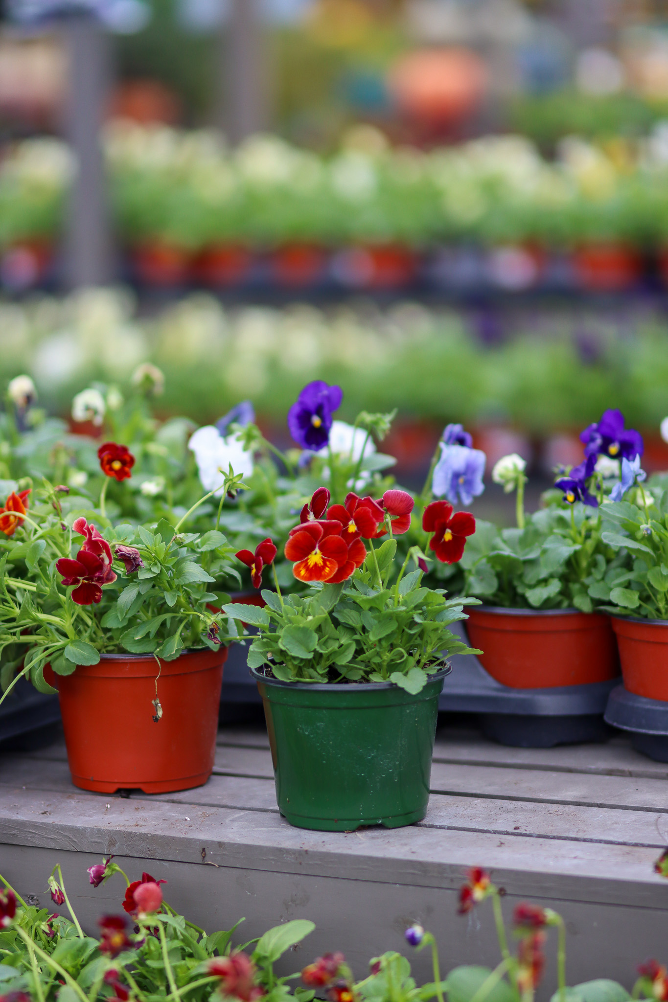 Pansies 2
