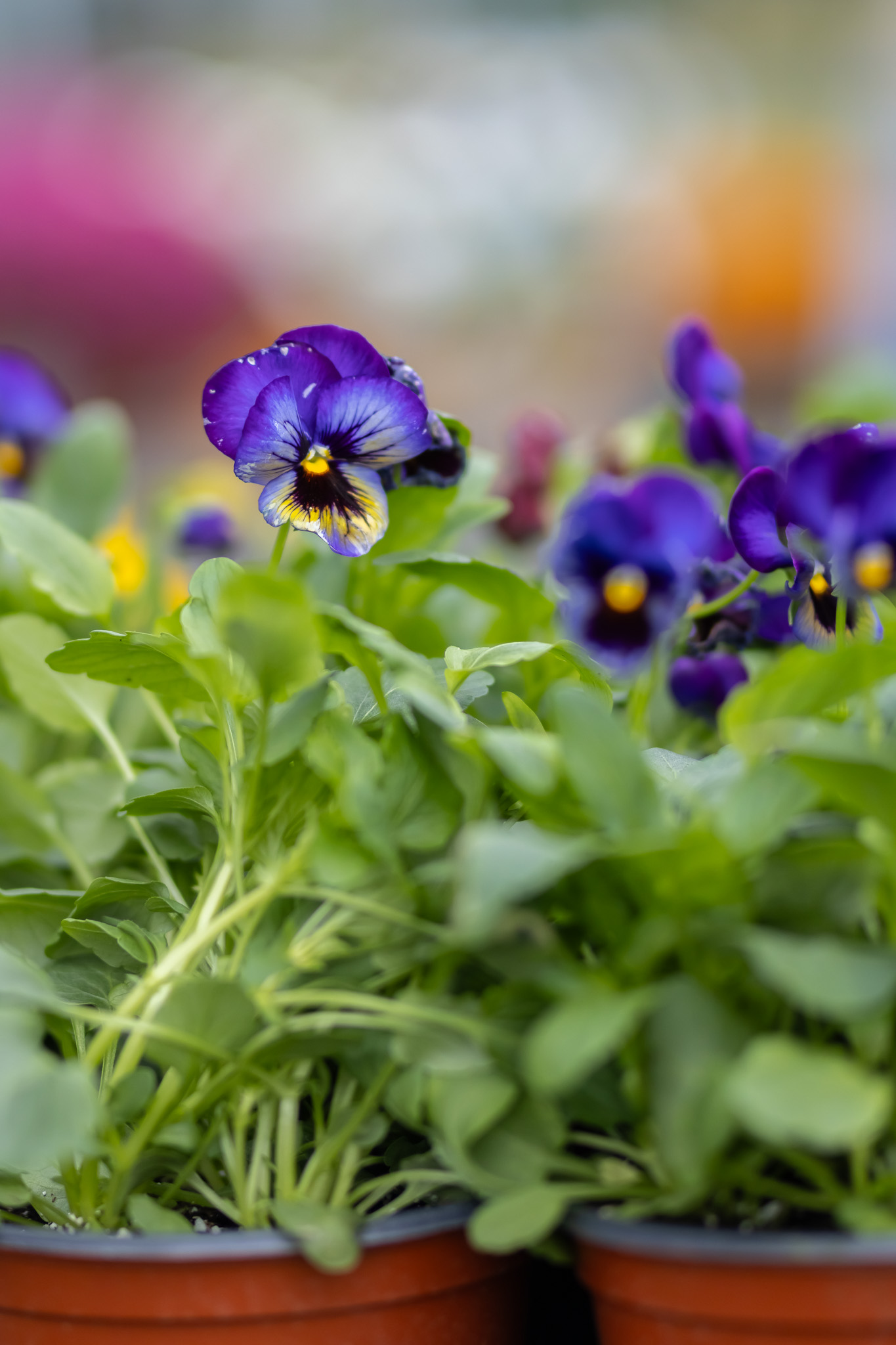 Pansies