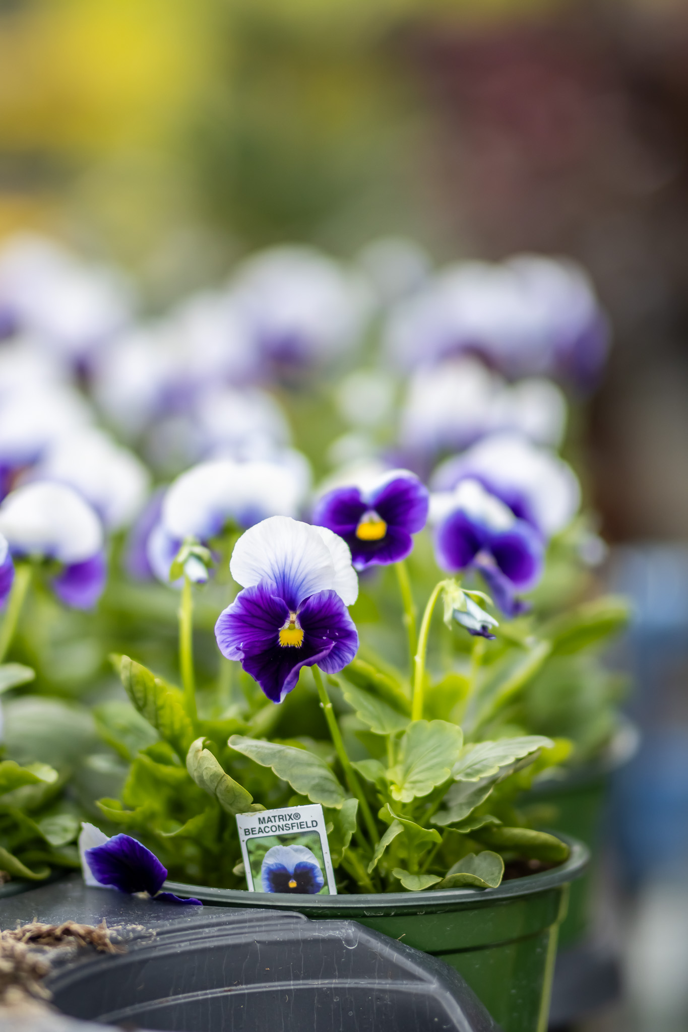 Pansies 4