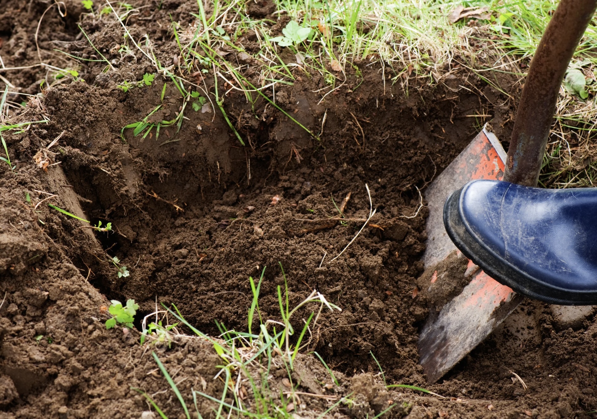 digging hole for shrub