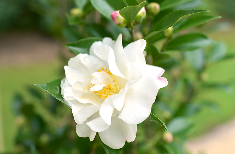 5. Camellia (Camellia sasanqua)
