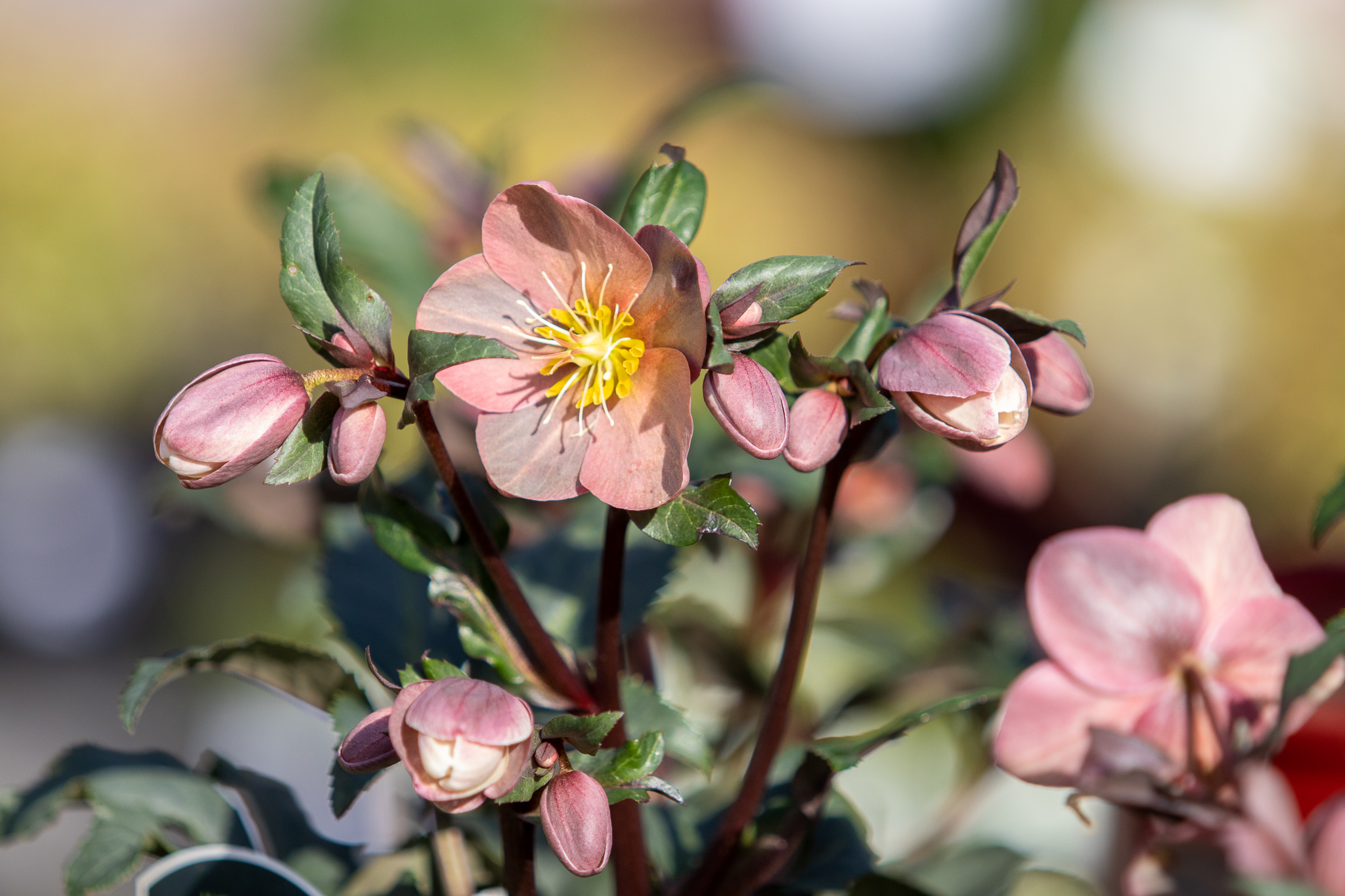 3. Hellebore (Helleborus spp.)