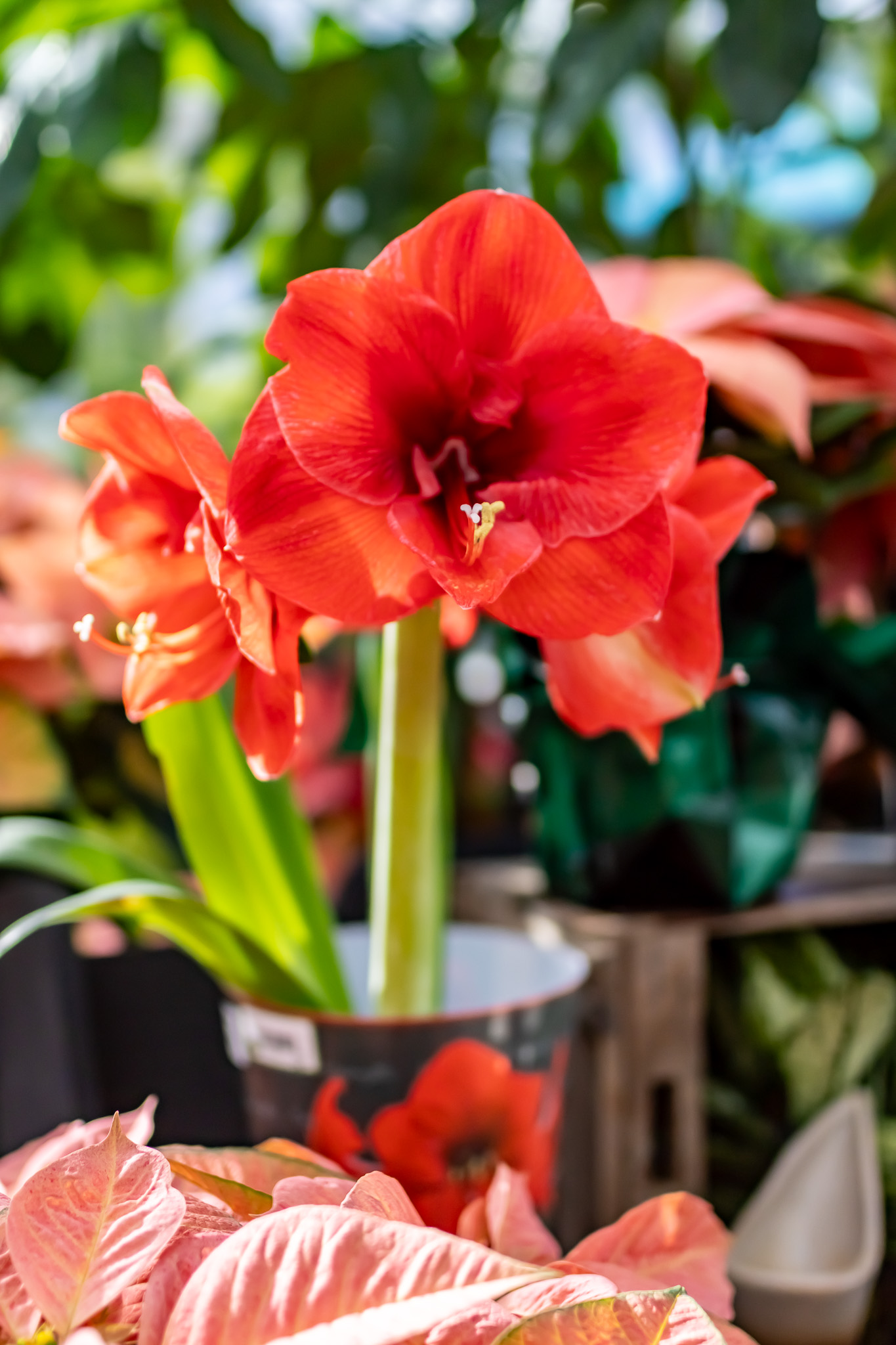 Amaryllis