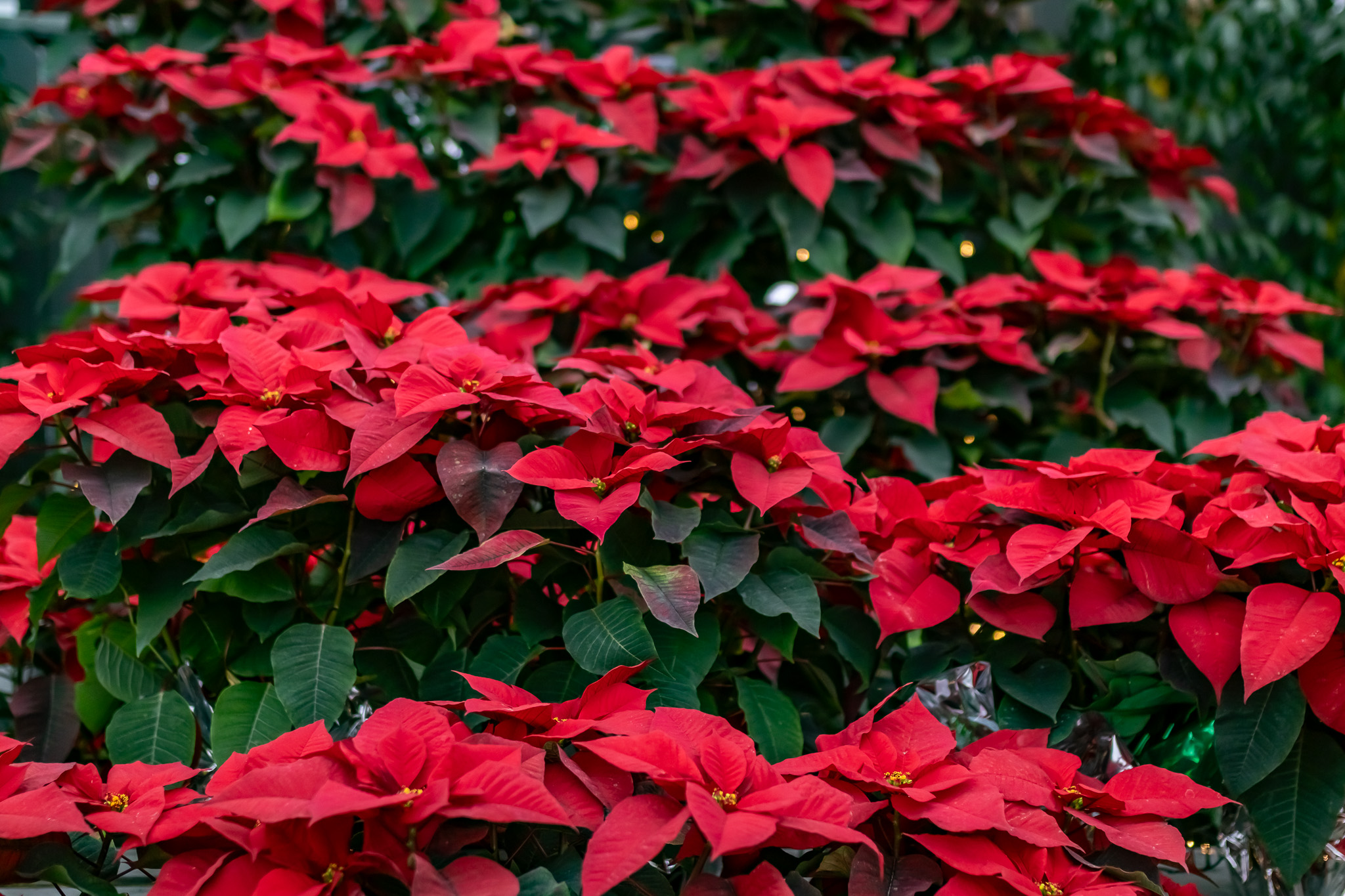 Poinsettias