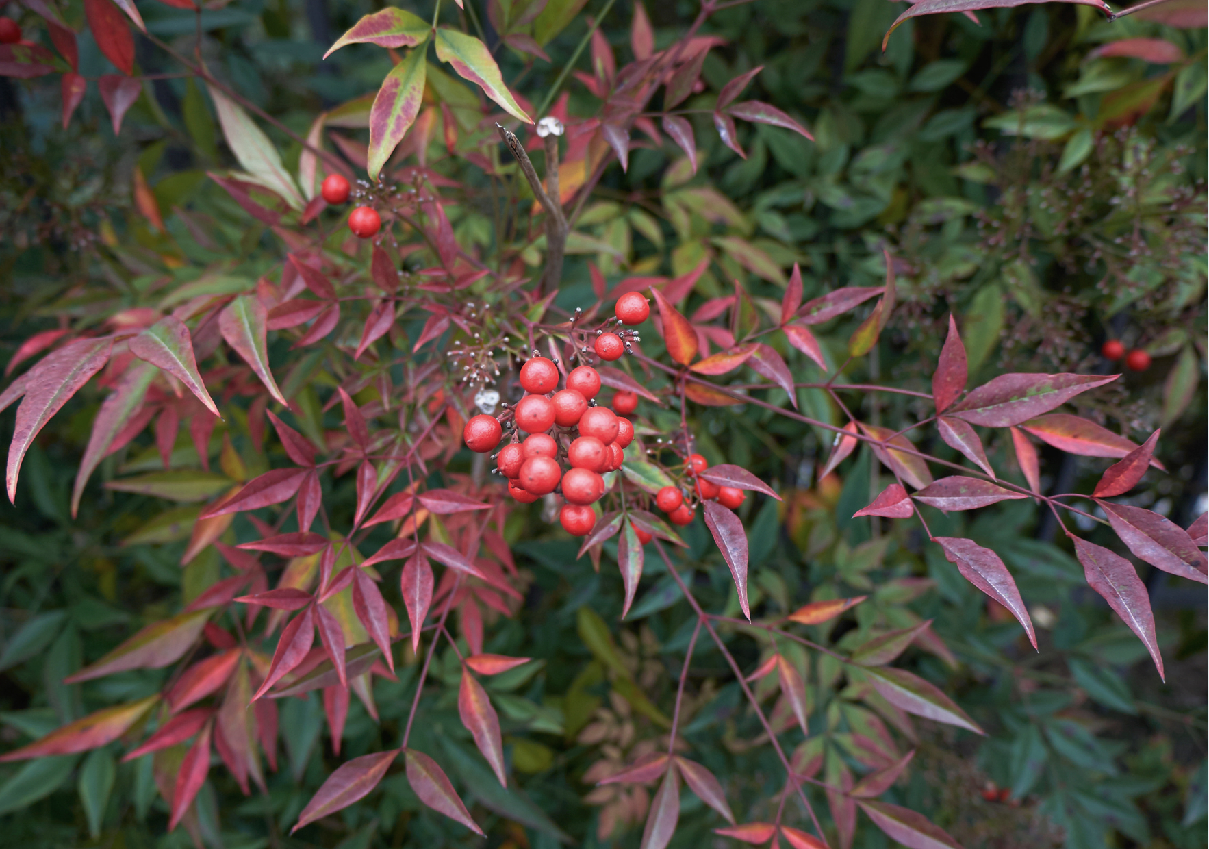 2. Nandina (Nandina domestica)