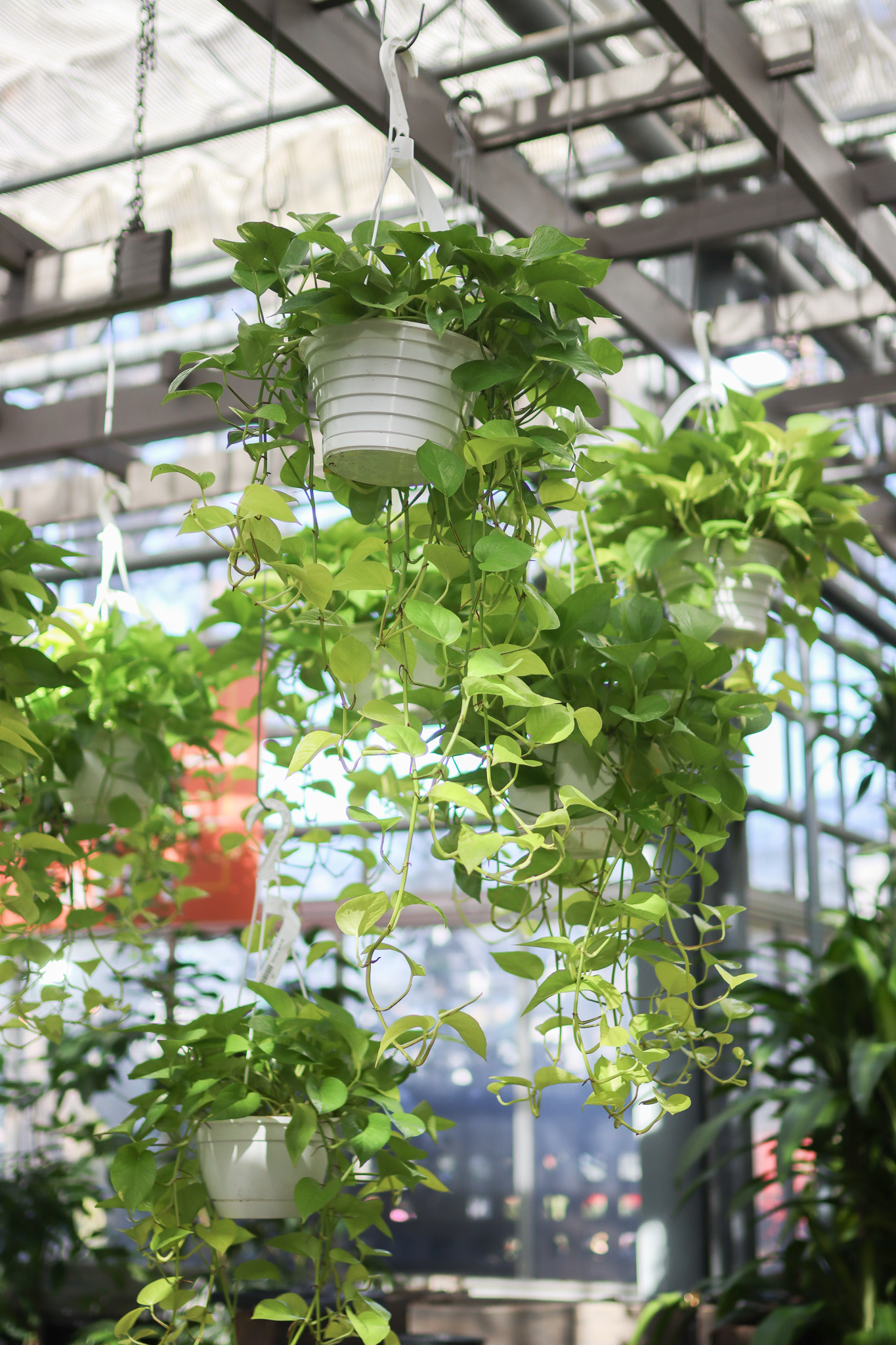 Pothos hanging basket