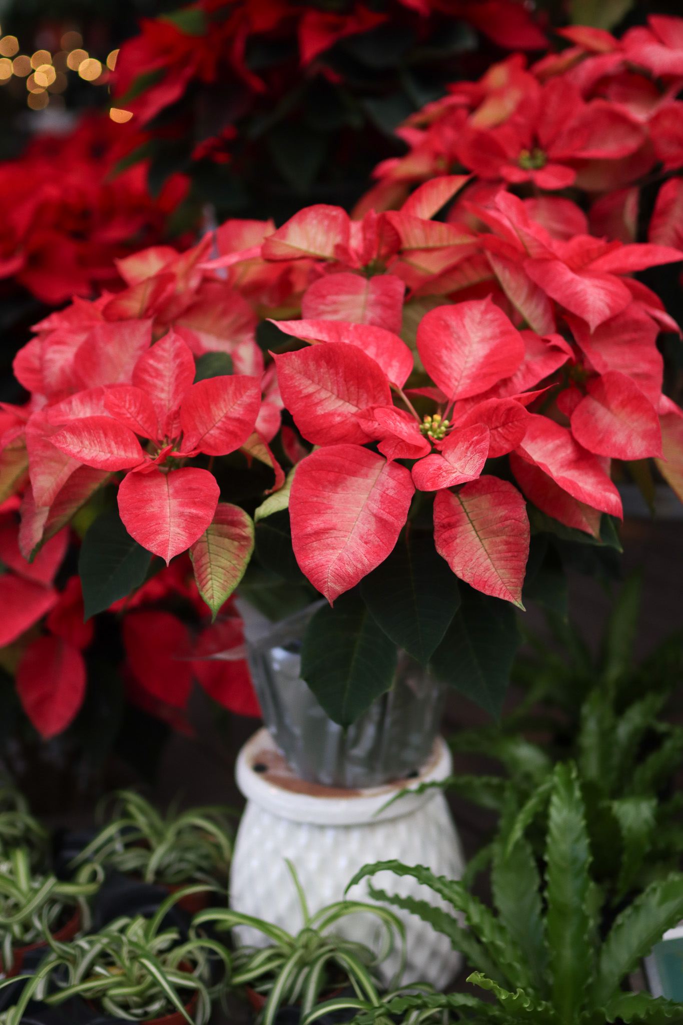 poinsettia 2