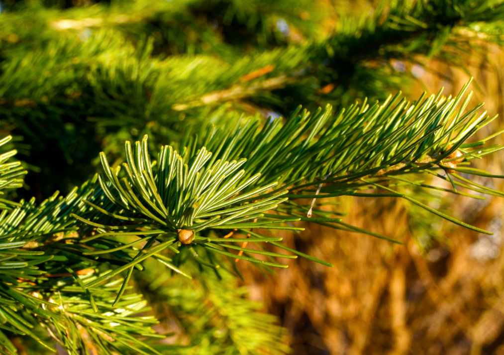 Noble Fir