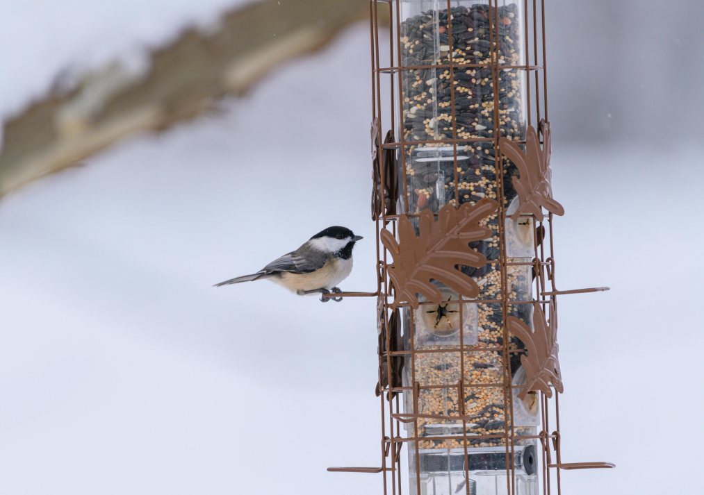Carolina Chickadee