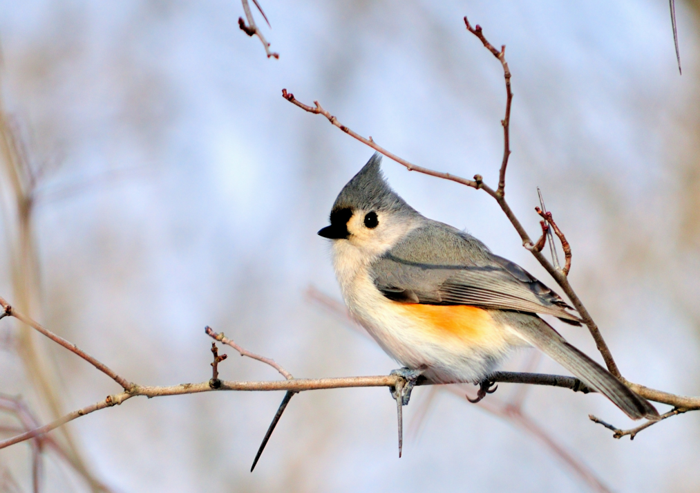 Tufted Titmouse