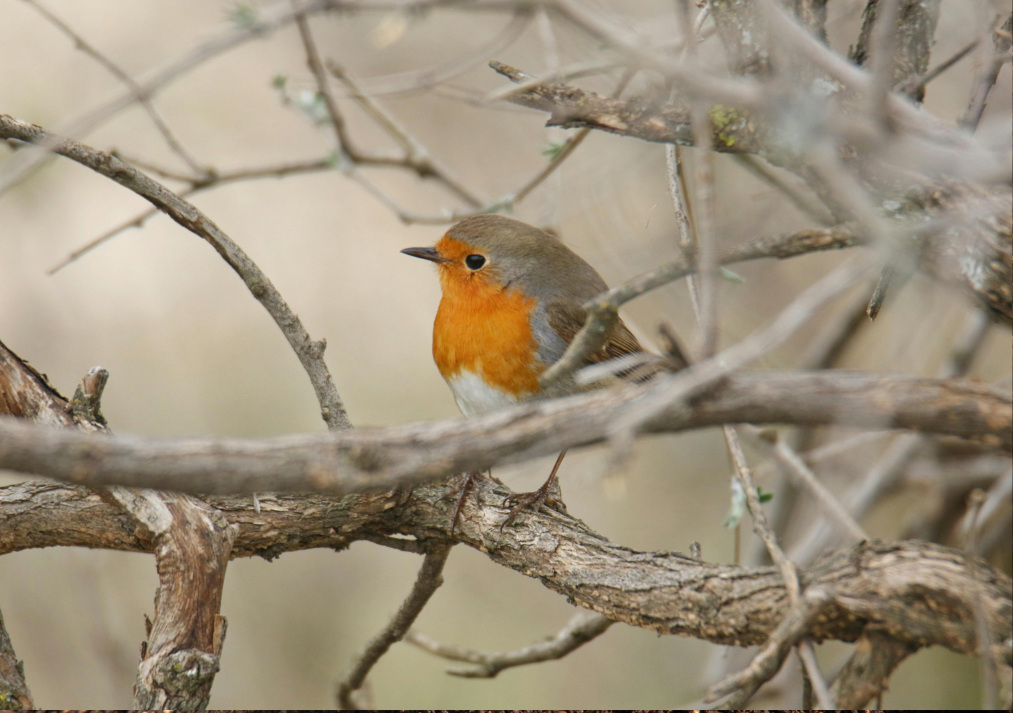Why Winter Is Prime Time for Pruning