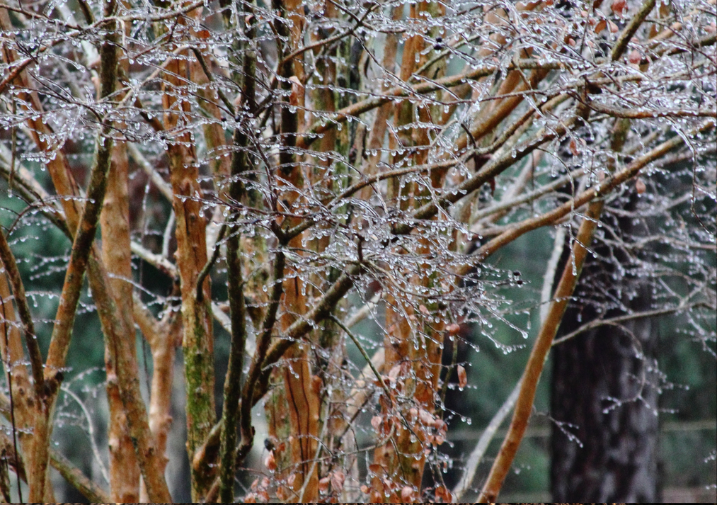 Shrubs That Benefit from Winter Pruning