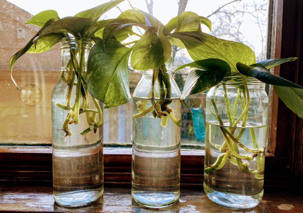 Water vs. Soil Propagation