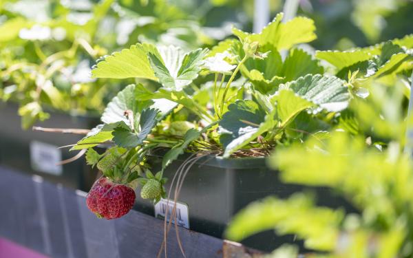 Your Guide to Strawberry Gardening