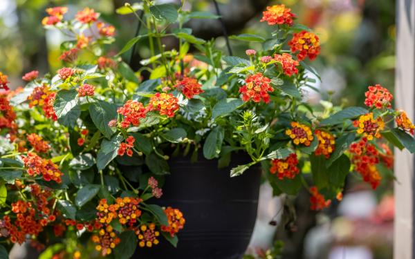 Bee Our Guest: Container Combos Pollinators Can’t Resist