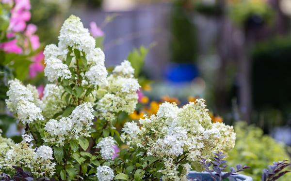  How to Grow Panicle Hydrangeas Like a Pro