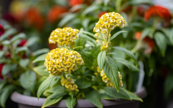 Planting for Fall: The Best Annuals & Perennials for Seasonal Color